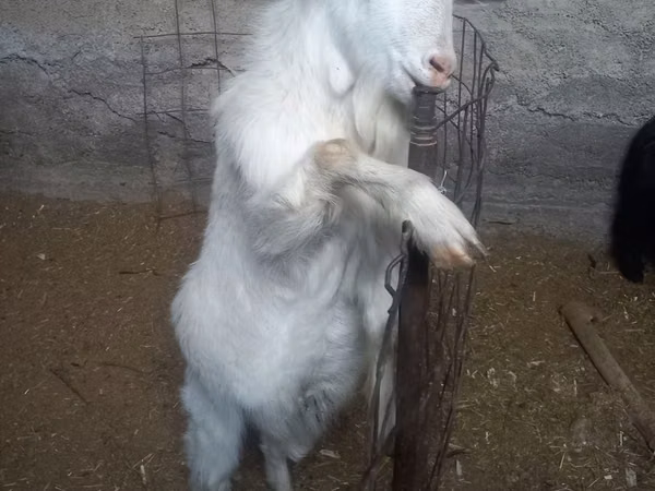 Capră, Alpine goat