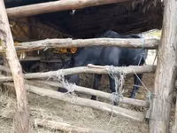 Madyan, Nonius horse — foto 7