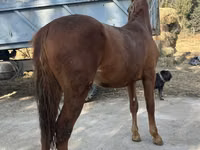 公马, Horses — 照片 3