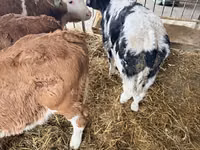 公牛, Simmental cattle — 照片 3