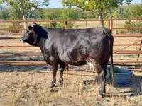 गाय, भूरी कार्पातियन नस्ल — फ़ोटो 4