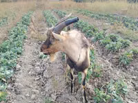 公山羊, Italian Alpine goat — 照片 1