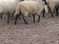 Ovelha, Merino sheep — foto 3