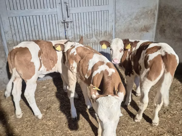 Vaca, Simmental cattle