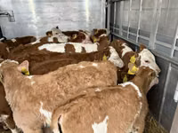 Toro, Simmental cattle — foto 3
