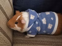 Mini donuz balası (guinea pig) üçün tam dəst ev və aksesuarlar tam — сүрөт 1