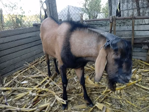 Ziegenbock, Nubian Goat — Republik Moldau