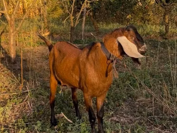 Ziegenbock, Nubian Goat
