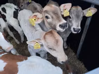 Taureau, Vache limousine — photo 2
