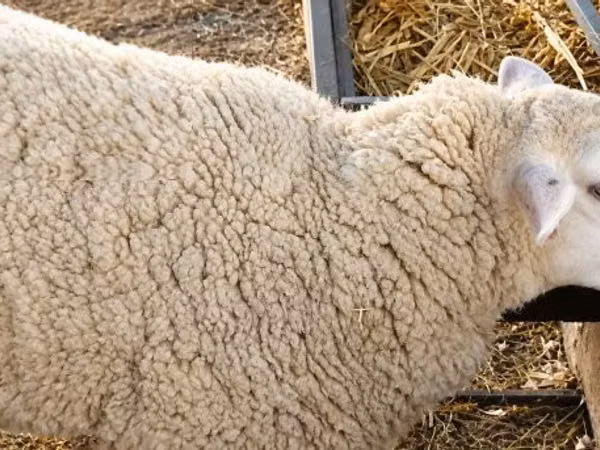 Oaie, British  Milksheep