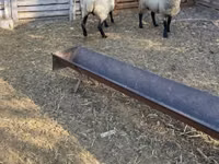 公羊, White Suffolk sheep — 照片 3