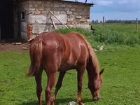 Toychoq, Otlar — 1-rasm
