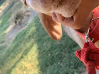 Ovelha, Arashan sheep — foto 6