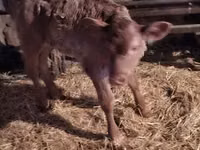 Toro, Ganado vacuno — foto 3