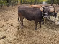 Cow, Brown Carpathian breed — photo 7