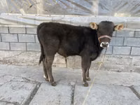 Toro, Ganado vacuno — foto 3