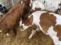 公牛, Simmental cattle — 照片 3