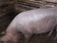 母猪, Pigs — 照片 2