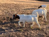 تيس, Boer goat — الصورة 1