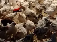 Chickens — 2-rasm
