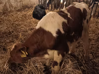 Bulle, Simmental cattle — Foto 2