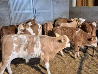 ثور, Simmental cattle — الصورة 6