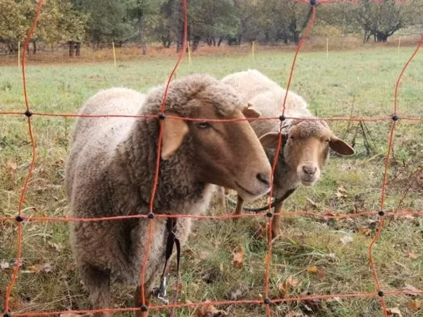 母羊, Sheep