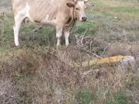 بقرة, Simmental cattle — الصورة 1