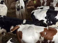公牛, Cattle — 照片 3
