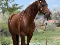 Iapă, Quarter Horse — foto 2