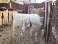 公山羊, Gulabi goats — 照片 1
