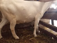 Goat, Saanen goat — photo 2