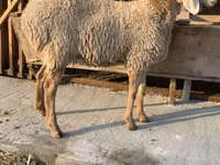 母羊, Arashan sheep — 照片 2