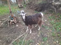 Capră, Capre — foto 3
