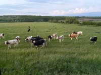 Cow, Russian Black pied cattle — photo 3