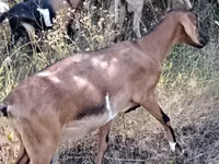 Echki, Nubian Goat — 4-rasm