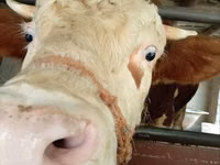 Taureau, Simmental cattle — photo 1