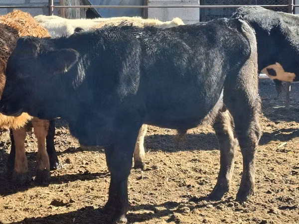 Bulle, Aberdeen-Angus