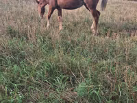 Égua, Cavalos — foto 5