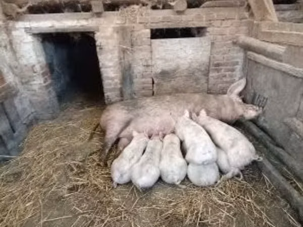 Scroafă, Porci