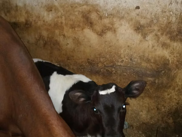 母牛, Cattle