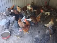 Chickens — 照片 2