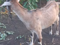 Cabra, Nubian Goat — foto 1