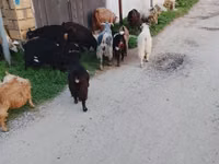 Ram, Daglıс sheep — photo 2