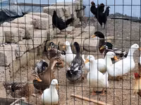 Pekin german — foto 3