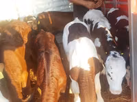 Bovinos (lote, sexo no especificado), Simmental cattle — foto 2