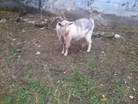 Capră, Capre — foto 4