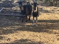 Billy Goat, Goats — photo 3