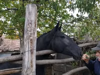 Madyan, Nonius horse — foto 5
