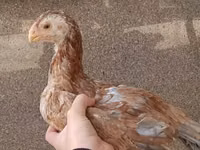 Chickens — الصورة 2